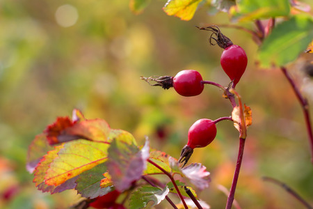 Wild rose bush with berries in the autumn background.の写真素材