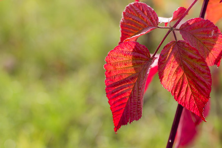 Autumn background with colorful leaves. Space for text.