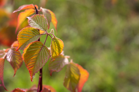 Autumn background with colorful leaves. Space for text.
