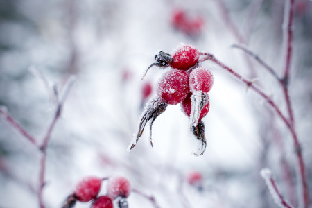 Rosehip berries covered with hoarfrost in frosty winter day.の写真素材
