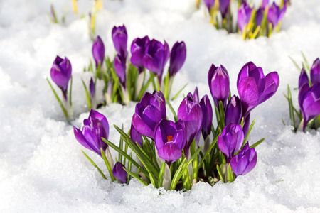 Spring crocus in the snow, lit by the sun.
