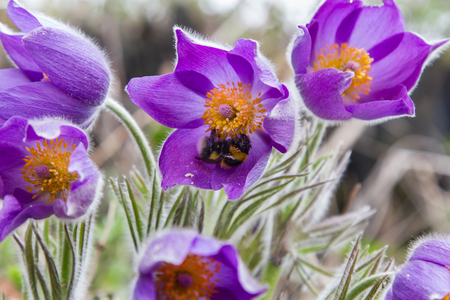 Pasque flower and bee sitting on a flower.の写真素材