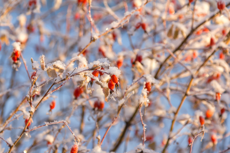 Rosehip berries covered with hoarfrost in frosty winter day.の写真素材