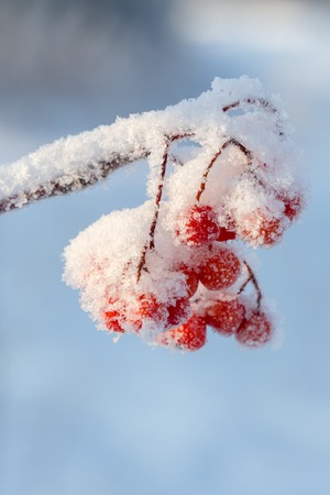 Snow-covered mountain ash in early winter.の写真素材