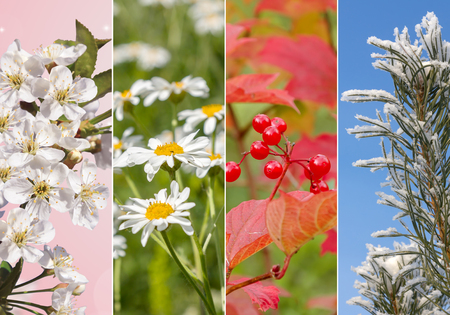 Four bright seasons - spring, summer, autumn, winter.の写真素材