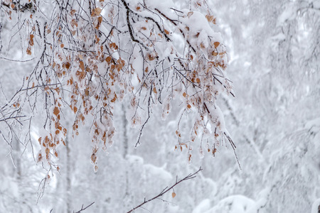 Winter snow-covered trees in the Ural mountains.の写真素材