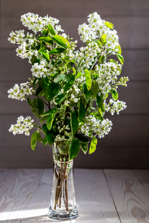 A bird cherry imageの写真素材