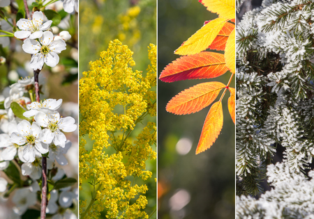 Four bright seasons - spring, summer, autumn winterの写真素材