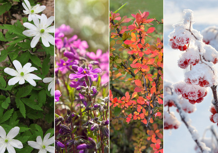 Four bright seasons - spring, summer, autumn, winter.