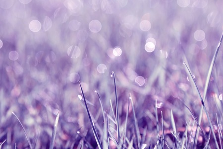 Grass with dew in the morning sun. Purple toning.の写真素材