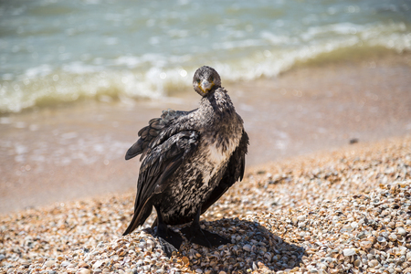 Cormorant, sitting in seashells on the shore of the Azov Sea.の写真素材