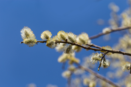 Picture with alder.の写真素材