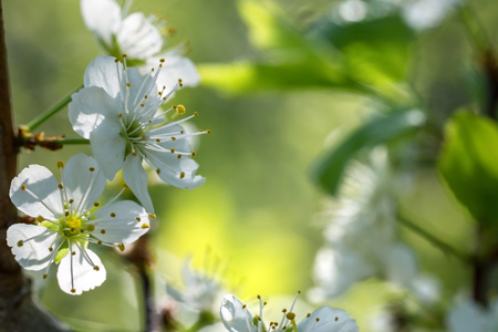 Spring blossom background. Nature scene with blooming tree.の写真素材
