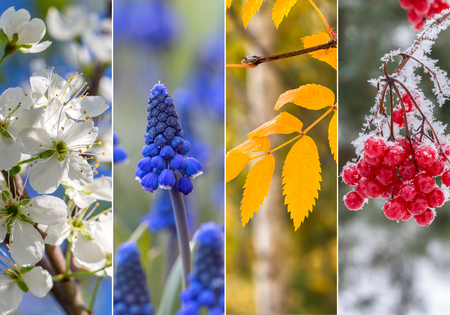 Collage of four seasons - spring, summer, autumn, winter.の写真素材