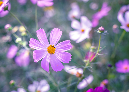 A field of Chamomile on a sunny summer day.の写真素材