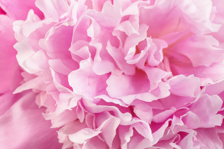 Pink peony on a pink background. Postcard on Valentine's Day.の写真素材