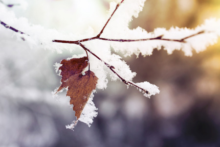 Image with a birch leaf.の写真素材
