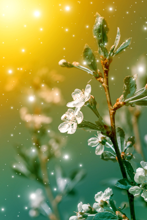 Spring flowering - White flowers of a cherry tree on a spring background.の写真素材