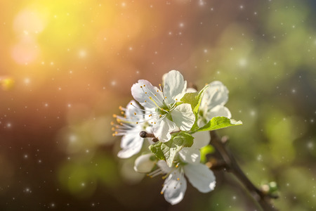 Spring flowering - White flowers of a cherry tree on a spring background.の写真素材