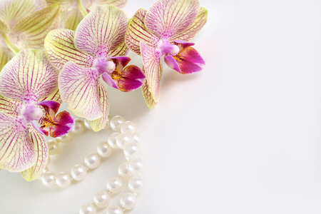 Orchid flower on a white background. Copy space.の写真素材