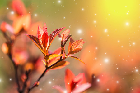 Spring leaves blooming on the bushes.