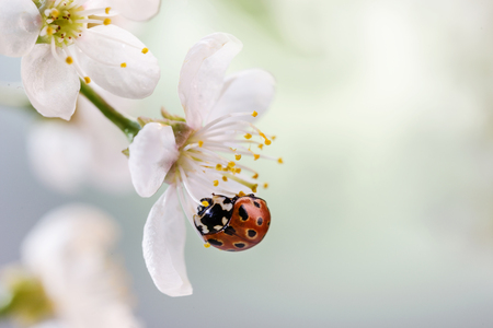 Ladybug on a cherry flower. Spring.の写真素材