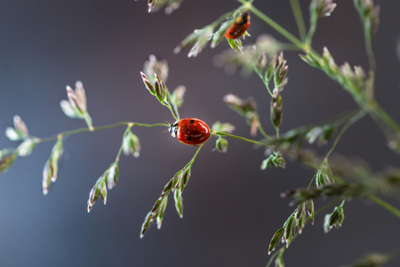 Ladybug on a blade of grass on a gray background. Macro