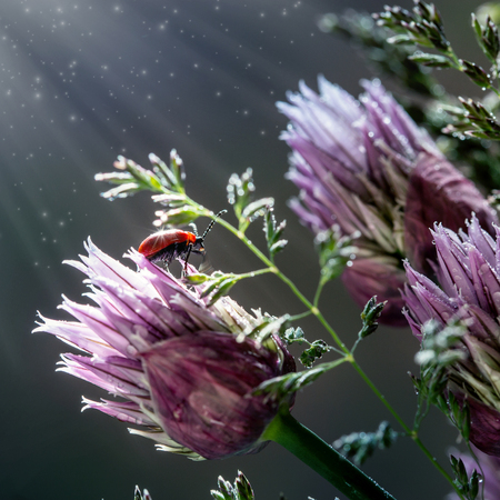 Red beetle on a wild onion in the rays of the sun. Macro.