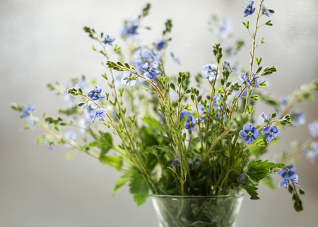 A bunch of blue Veronique with bokeh light. Holiday card.の写真素材