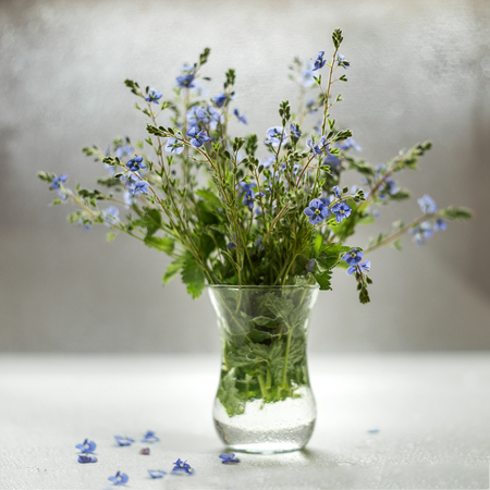 A bunch of blue Veronique with bokeh light. Holiday card.の写真素材
