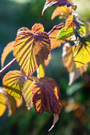 Autumn background with colorful leaves.の写真素材