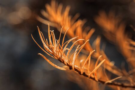 Yellowed larch branch on an autumn background.