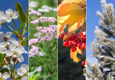 Four bright seasons - spring, summer, autumn, winter.の写真素材