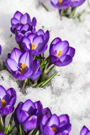 crocuses in springの写真素材