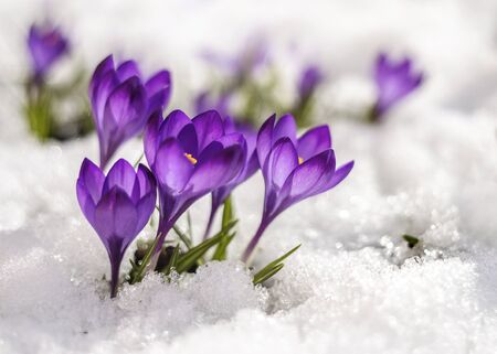 Spring crocus in the snow, lit by the sun.の写真素材
