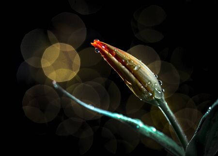 Beautiful tulip on a dark background. Drops of water on the flower petals.の写真素材