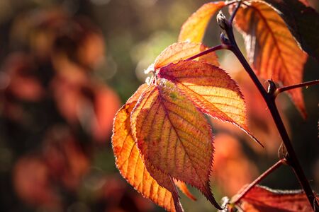 Bright autumn branches on an autumn background.
