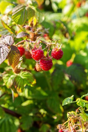 Red raspberries on the branches in the garden.の写真素材