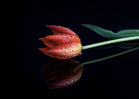 Beautiful tulip on a dark background. Drops of water on the flower petals.