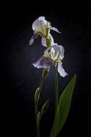 Image with irises.の写真素材