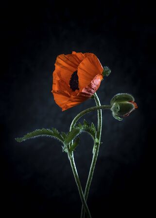 Image with poppies.の写真素材
