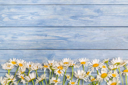 White camomile flowers on a blue background. Beautiful spring composition, template for design, with copy space for text.の写真素材