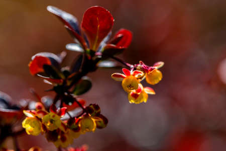 Blooming barberry on a sunny spring day.の写真素材