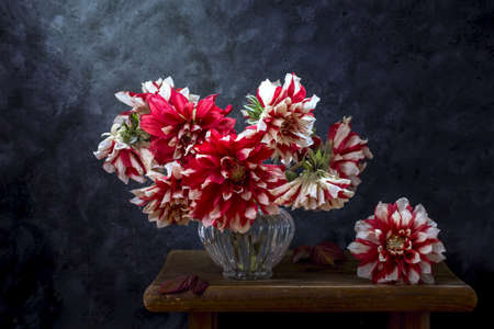 Bouquet of red dahlias in a vase on a dark background.の写真素材