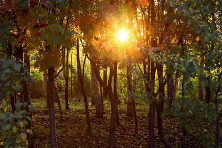 Autumn forest at sunset day.