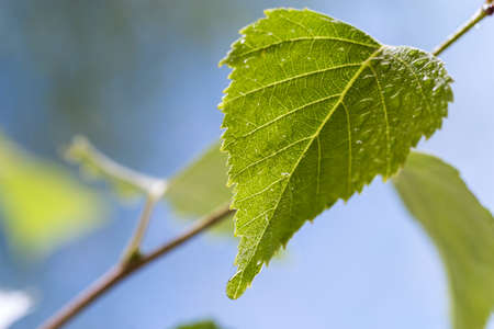 Drop of water on green leaves in nature against the backdrop of nature.