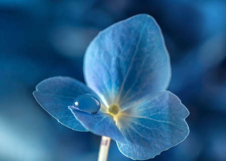 One drop of dew on a petal of blue hydrangea.の写真素材
