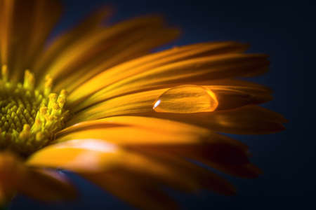 One drop of water on an orange calendula petal.の写真素材