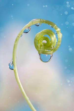 Gentle curl of a green plant with drops of water on a light background.