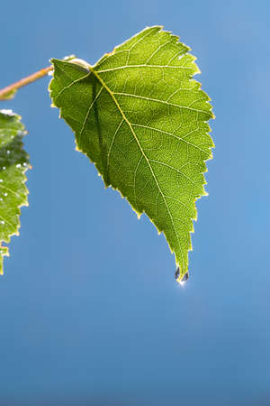 Drop of water on green leaves in nature against the backdrop of nature.の写真素材